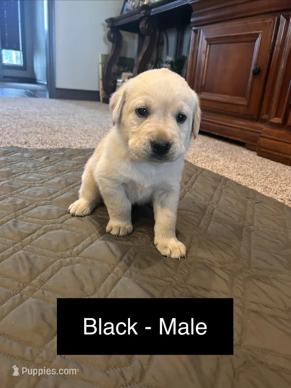 Joey – Labrador Retriever puppy for sale in Canton, TX