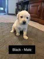 Joey, a male Labrador Retriever for sale in Canton, TX – Photo 1 of 2
