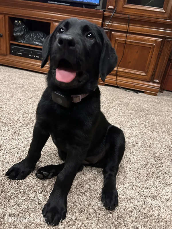 Opal – Labrador Retriever puppy for sale in Canton, TX
