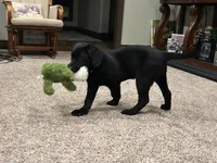 Opal, a female Labrador Retriever for sale in Canton, TX – 2 of 5