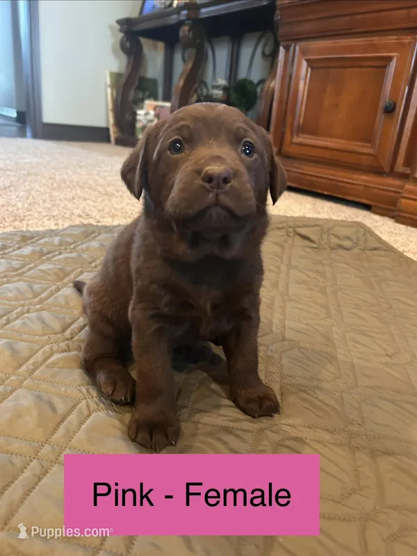 Dora – Labrador Retriever puppy for sale in Canton, TX