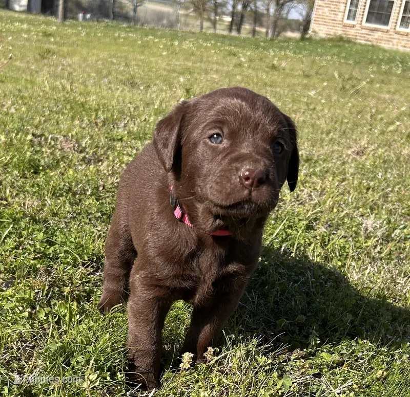 Dora – Labrador Retriever puppy for sale in Canton, TX