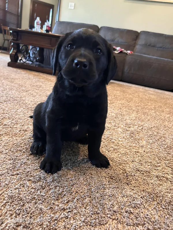 Opal – Labrador Retriever puppy for sale in Canton, TX