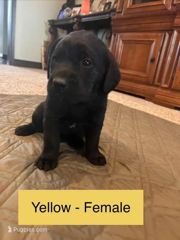 Opal – Labrador Retriever puppy for sale in Canton, TX