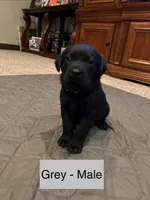 Kobe, a male Labrador Retriever for sale in Canton, TX – Photo 1 of 2