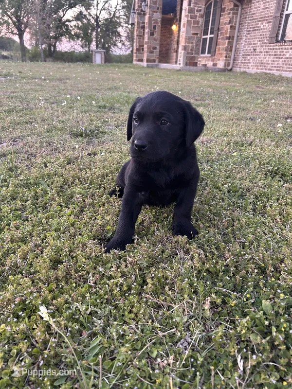 Kobe – Labrador Retriever puppy for sale in Canton, TX
