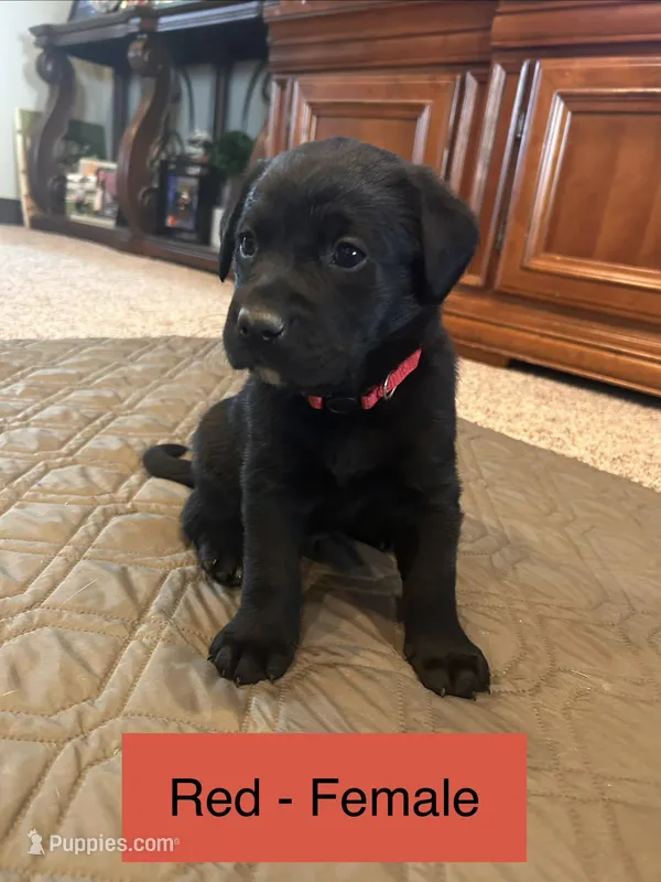 Minnie – Labrador Retriever puppy for sale in Canton, TX