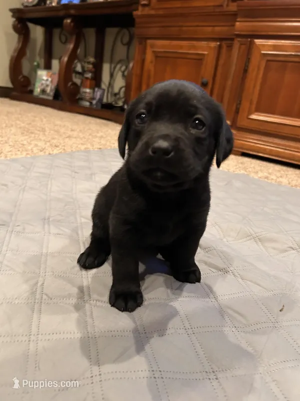 Glo, a female Labrador Retriever for sale in Canton, TX – Photo 1 of 2