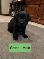 Dustin, a male Labrador Retriever for sale in Canton, TX – Photo 1 of 2