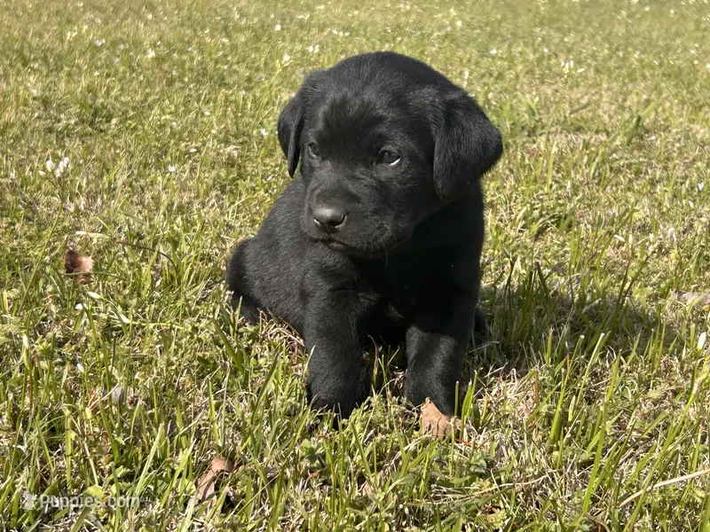 Dustin – Labrador Retriever puppy for sale in Canton, TX