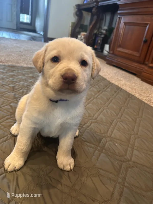 Phoebe – Labrador Retriever puppy on hold in Canton, TX
