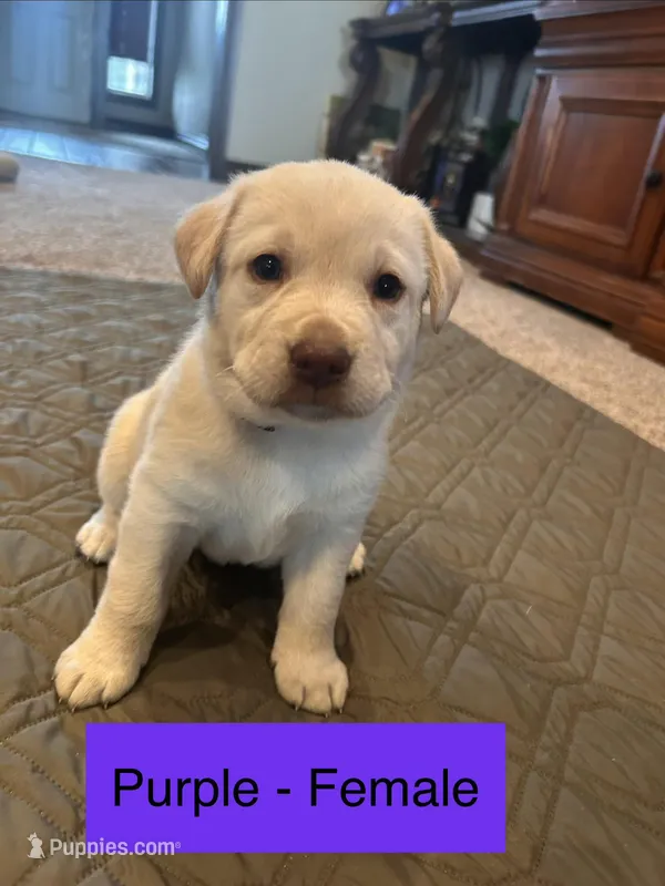 Phoebe – Labrador Retriever puppy for sale in Canton, TX
