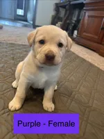 Phoebe, a female Labrador Retriever for sale in Canton, TX – Photo 1 of 2