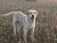 Opal, a female Labrador Retriever for sale in Canton, TX – 3 of 5