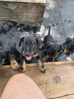 Boy 1, a male Jagdterrier for sale in Palestine, TX – 3 of 6
