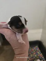 Brigsley girl, a female Jack Russell Terrier for sale in Palestine, TX – Photo 4 of 5