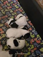 Brigsley girl, a female Jack Russell Terrier for sale in Palestine, TX – Photo 5 of 5