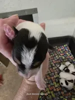 Brigsley girl, a female Jack Russell Terrier for sale in Palestine, TX – Photo 2 of 5