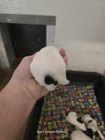 Brigsley girl, a female Jack Russell Terrier for sale in Palestine, TX – Photo 3 of 5