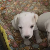 Bonnie boy, a male Jack Russell Terrier for sale in Palestine, TX – Photo 2 of 4