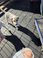 Bonnie boy, a male Jack Russell Terrier for sale in Palestine, TX – Photo 4 of 4