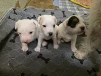 processed/e3d42037-fb0f-46c9-b265-560391a94bba/listing/48a8e8b7-a4e5-4683-b7ea-c39a9e96c003/b2ff4863-6523-4e02-95a4-0660a63f9366