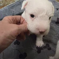 Bonnie boy, a male Jack Russell Terrier for sale in Palestine, TX – Photo 1 of 4