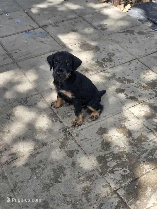 Boy 1 – Jagdterrier puppy for sale in Palestine, TX