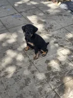 Boy 1, a male Jagdterrier for sale in Palestine, TX – 1 of 6
