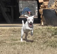 Manon boy, a male Jack Russell Terrier for sale in Palestine, TX – Photo 3 of 3