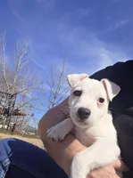 Manon boy, a male Jack Russell Terrier for sale in Palestine, TX – Photo 2 of 3