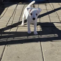 Manon boy, a male Jack Russell Terrier for sale in Palestine, TX – Photo 1 of 3