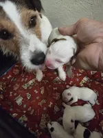 Maybelline x Tanner pup, a male Jack Russell Terrier for sale in Palestine, TX – 2 of 2