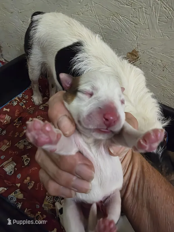 Boy 2 – Jack Russell Terrier puppy for sale in Palestine, TX
