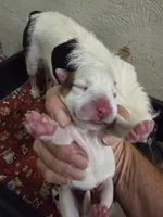 Boy 2, a male Jack Russell Terrier for sale in Palestine, TX – 1 of 1