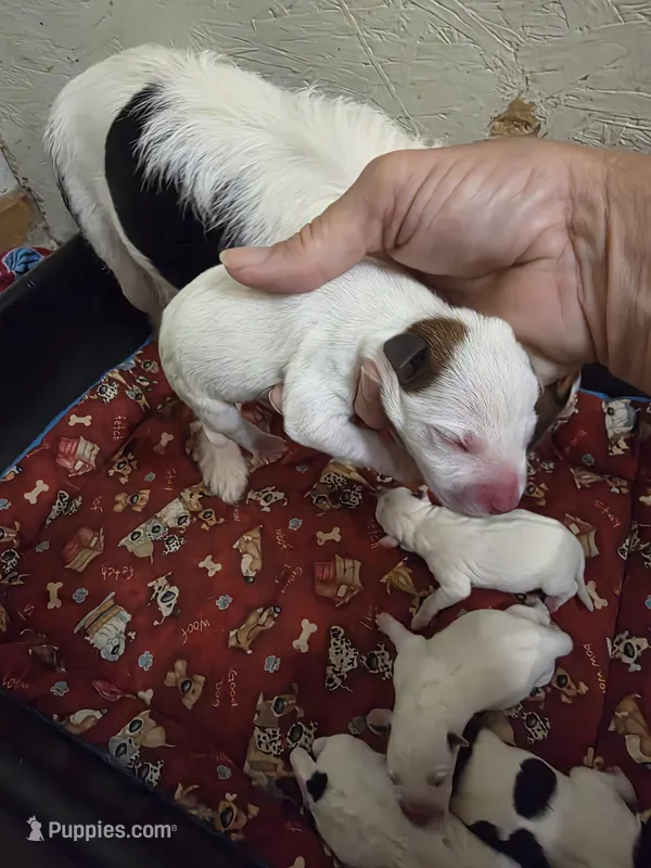 Maybelline x Tanner pup – Jack Russell Terrier puppy for sale in Palestine, TX