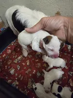 Maybelline x Tanner pup, a male Jack Russell Terrier for sale in Palestine, TX – 1 of 2