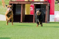 Boy 1, a male Jagdterrier for sale in Palestine, TX – 6 of 6