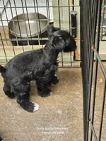 Chloe, a female Miniature Schnauzer for sale in Palestine, TX – Photo 2 of 9