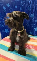 Chloe, a female Miniature Schnauzer for sale in Palestine, TX – Photo 7 of 9