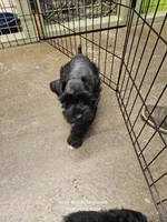 Chloe, a female Miniature Schnauzer for sale in Palestine, TX – Photo 3 of 9
