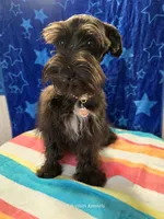 Chloe, a female Miniature Schnauzer for sale in Palestine, TX – Photo 9 of 9