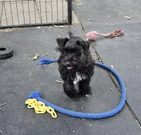Chloe, a female Miniature Schnauzer for sale in Palestine, TX – Photo 6 of 9