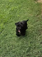 Chloe, a female Miniature Schnauzer for sale in Palestine, TX – Photo 5 of 9