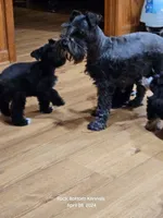 Chloe, a female Miniature Schnauzer for sale in Palestine, TX – Photo 1 of 9