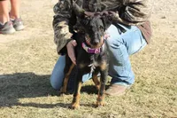 Boy 1, a male Jagdterrier for sale in Palestine, TX – 4 of 6