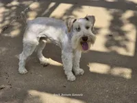 Tucker, a male Miniature Schnauzer for sale in Palestine, TX – Photo 4 of 4