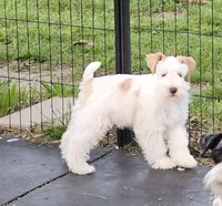 Tucker, a male Miniature Schnauzer for sale in Palestine, TX – Photo 3 of 4