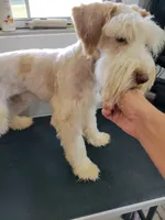 Tucker, a male Miniature Schnauzer for sale in Palestine, TX – Photo 2 of 4