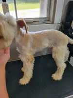 Tucker, a male Miniature Schnauzer for sale in Palestine, TX – Photo 1 of 4